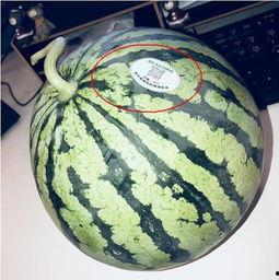 山东威海网红吃瓜,一场视觉与味蕾的双重盛宴